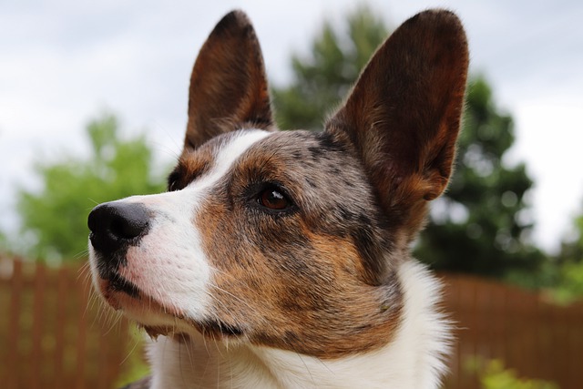 What Kind Of Dogs Have Ears That Stand Up