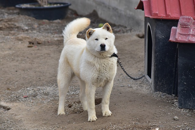 a dog that looks like a polar bear