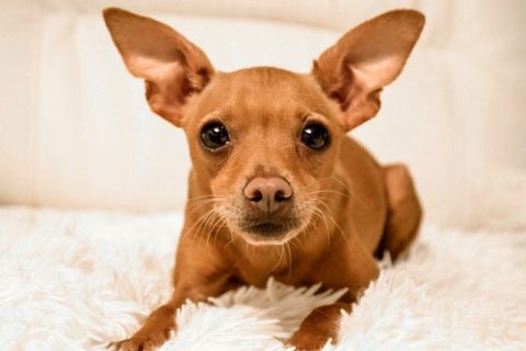 Small Dogs With Pointy Ears | The Smart Dog Guide