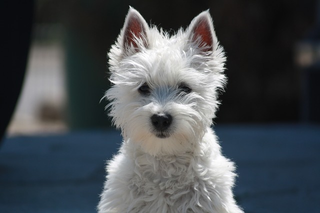small white dog with pointy ears