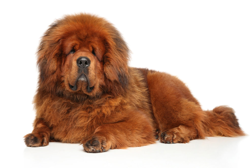 big fluffy dogs that look like bears