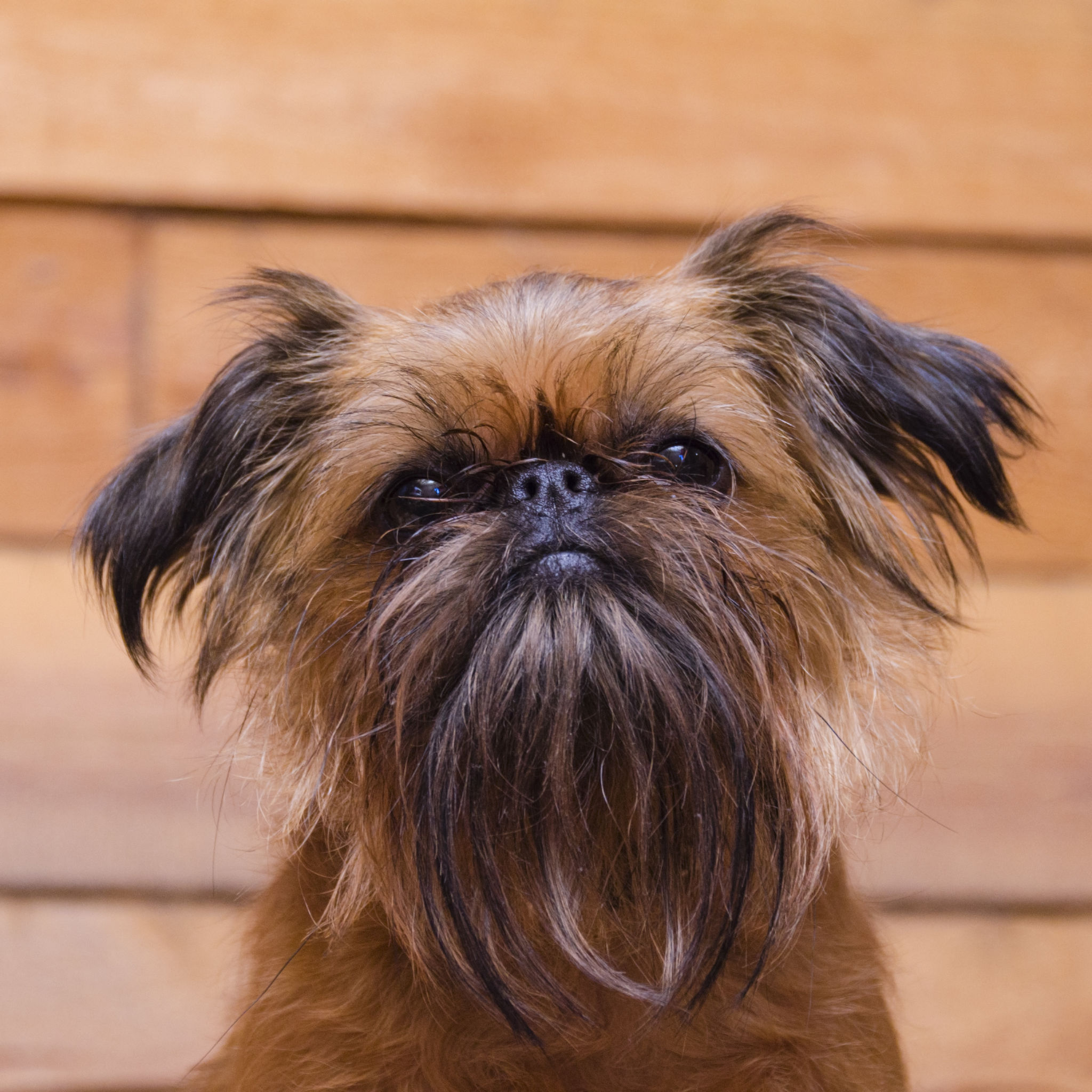 Dogs That Look Like Ewoks The Smart Dog Guide