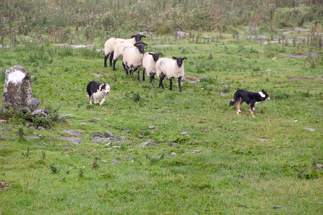 Border Collie Facts | The Smart Dog Guide