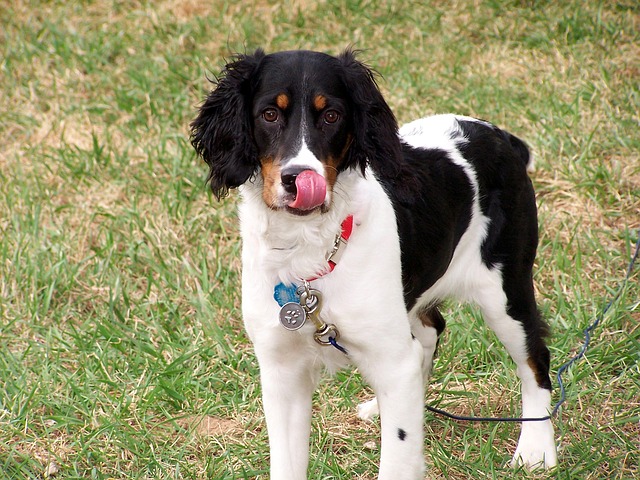 English Springer Spaniel Facts | The Smart Dog Guide