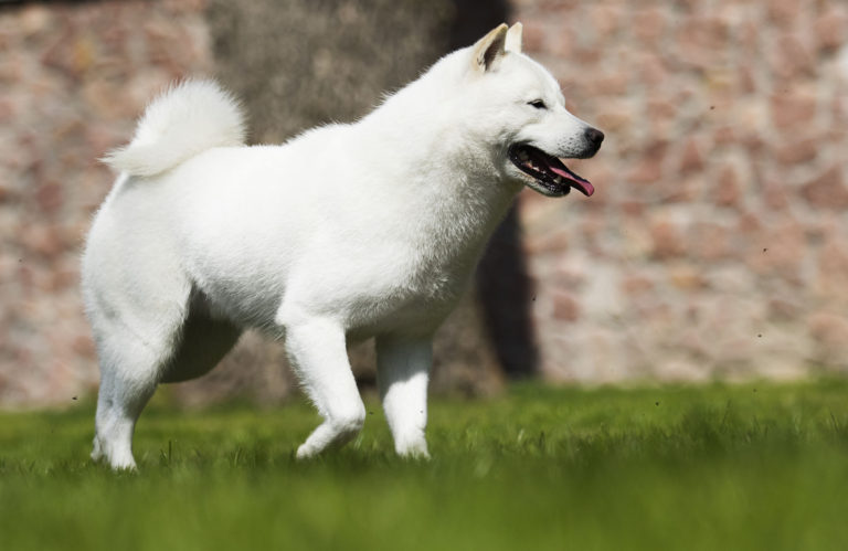 Japanese Dog Breeds | The Smart Dog Guide