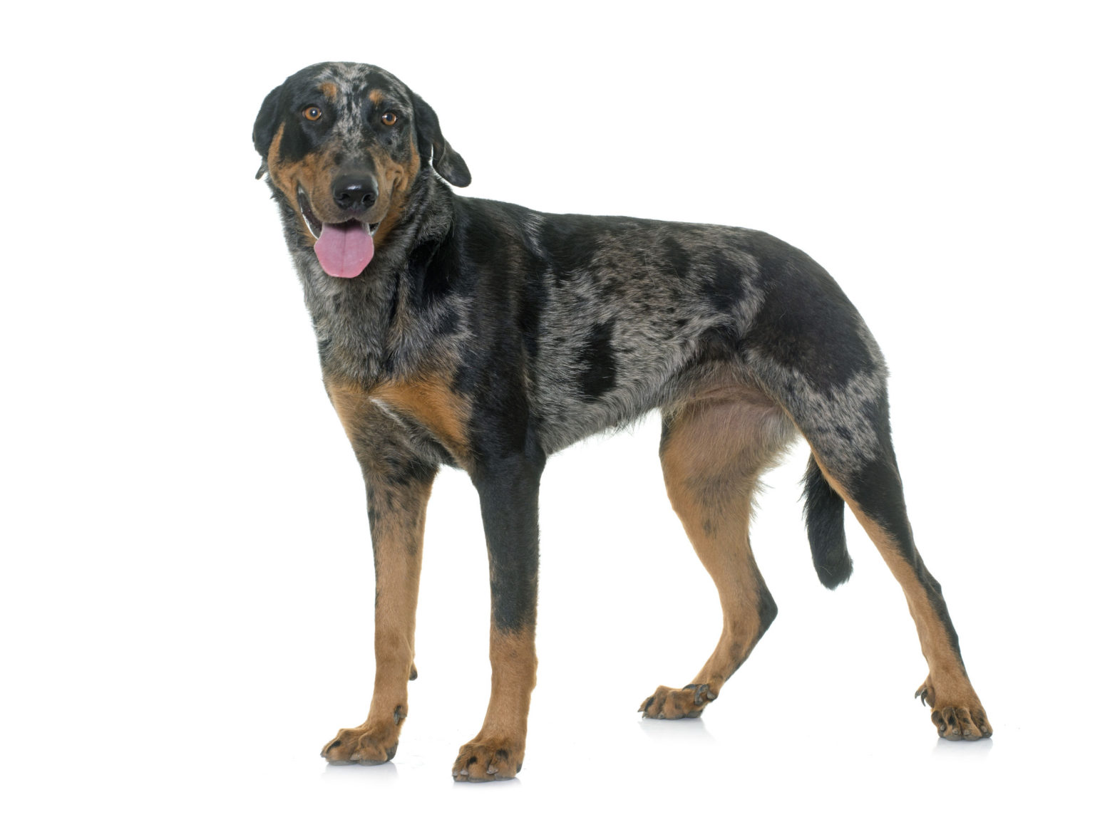 Harlequin Dog Breeds | The Smart Dog Guide