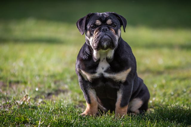 Black And Tan Dog Breeds | The Smart Dog Guide