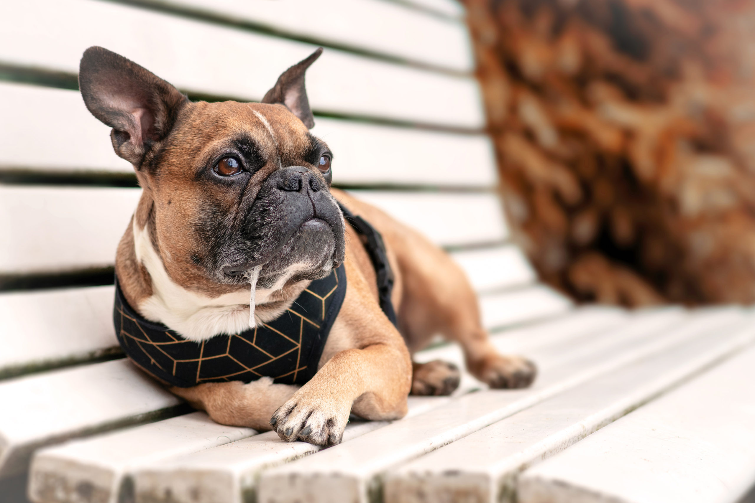 Dog Breeds That Drool | The Smart Dog Guide