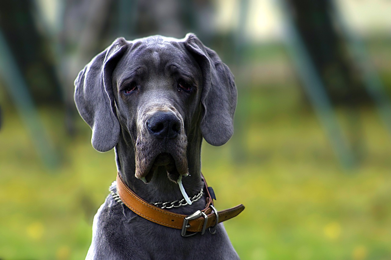 Dog Breeds That Drool | The Smart Dog Guide