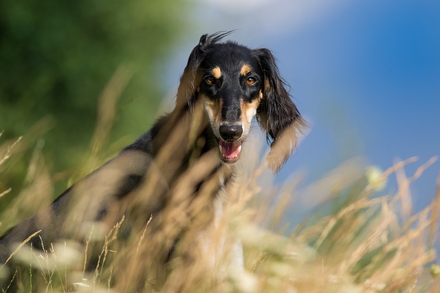 Black And Tan Dog Breeds | The Smart Dog Guide