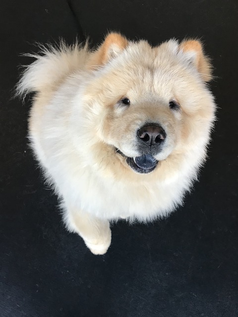 big dogs that look like polar bears