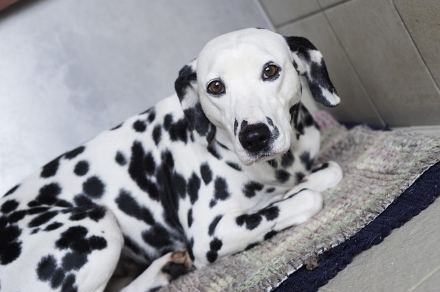 Cleanest Dog Breeds | The Smart Dog Guide