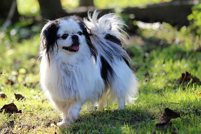 Cleanest Dog Breeds | The Smart Dog Guide