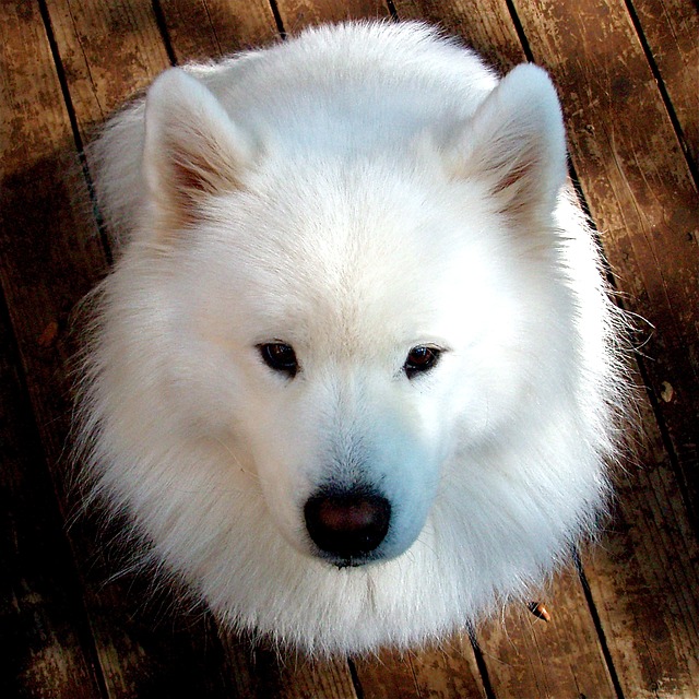 Dogs That Look Like Polar Bears | The Smart Dog Guide