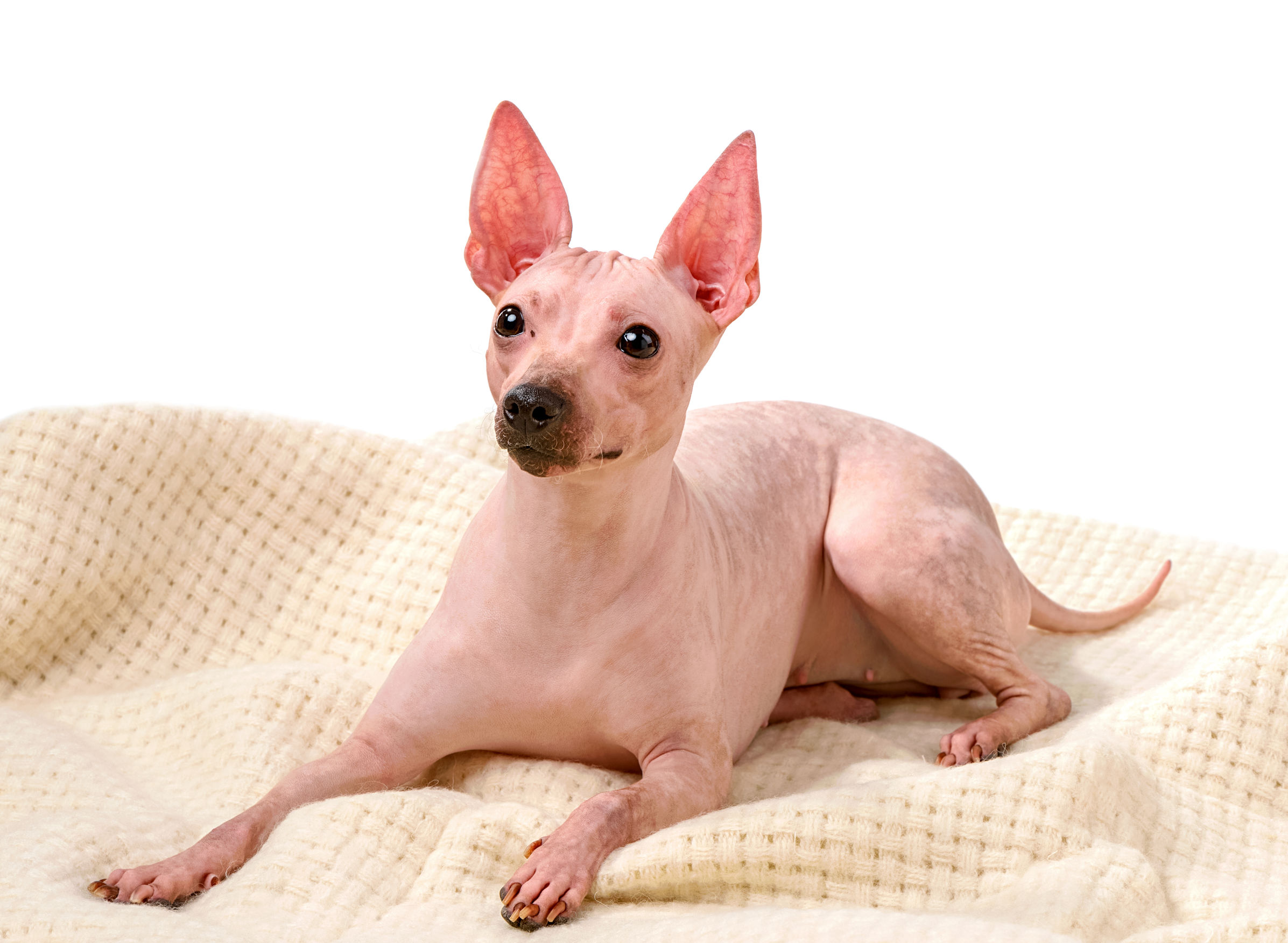 Hairless Dog Baby At Terry Prater Blog Hairless Dog Baby At Terry Prater Blog