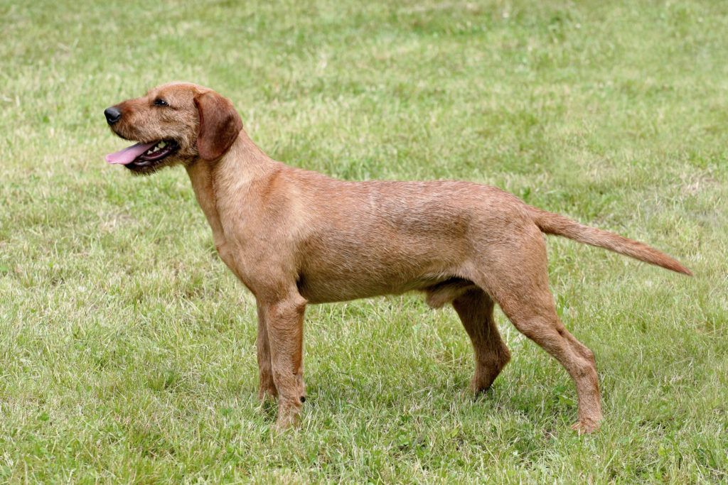 large austrian dog breeds