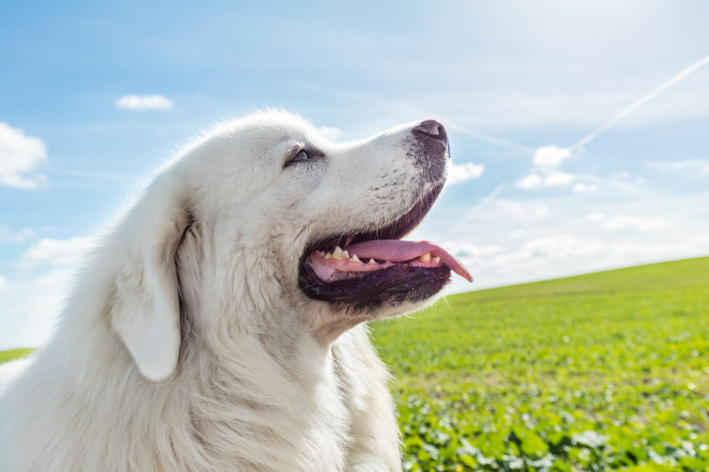 are polish tatra sheepdogs smart dogs