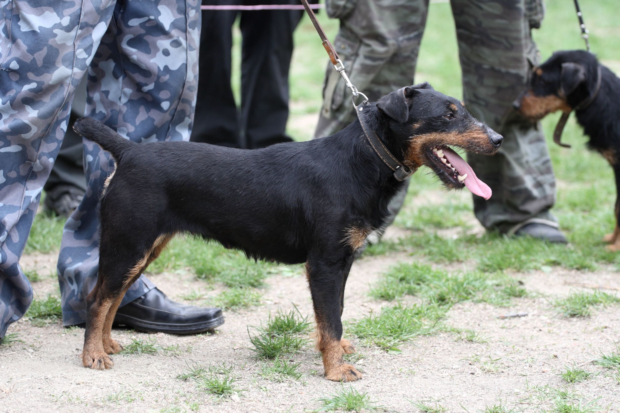 Small Black And Tan Dog Breeds | The Smart Dog Guide