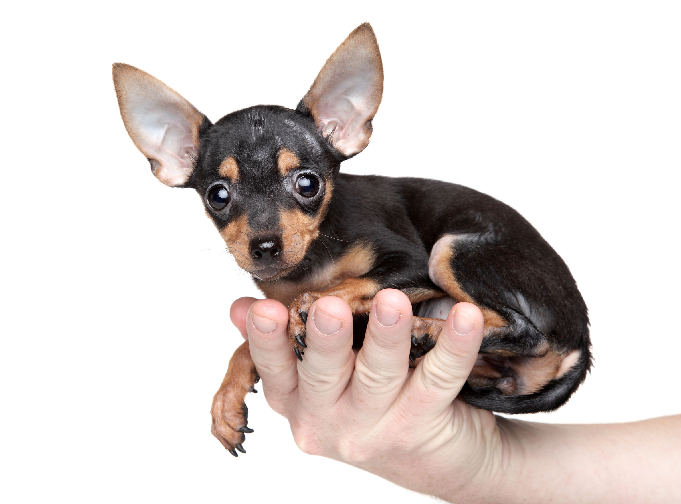 Small Black And Tan Dog Breeds | The Smart Dog Guide