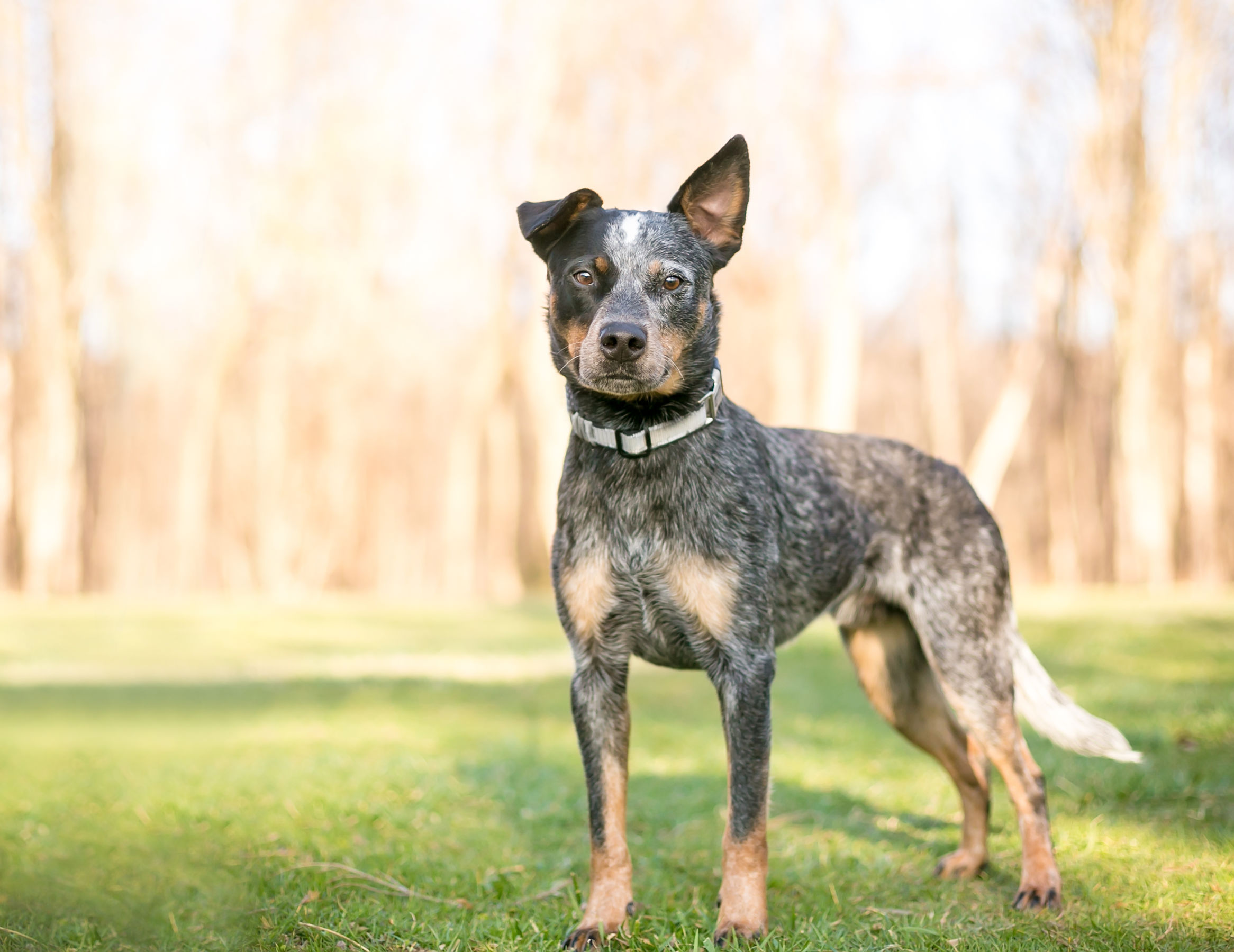 Herding Dog Breeds | The Smart Dog Guide