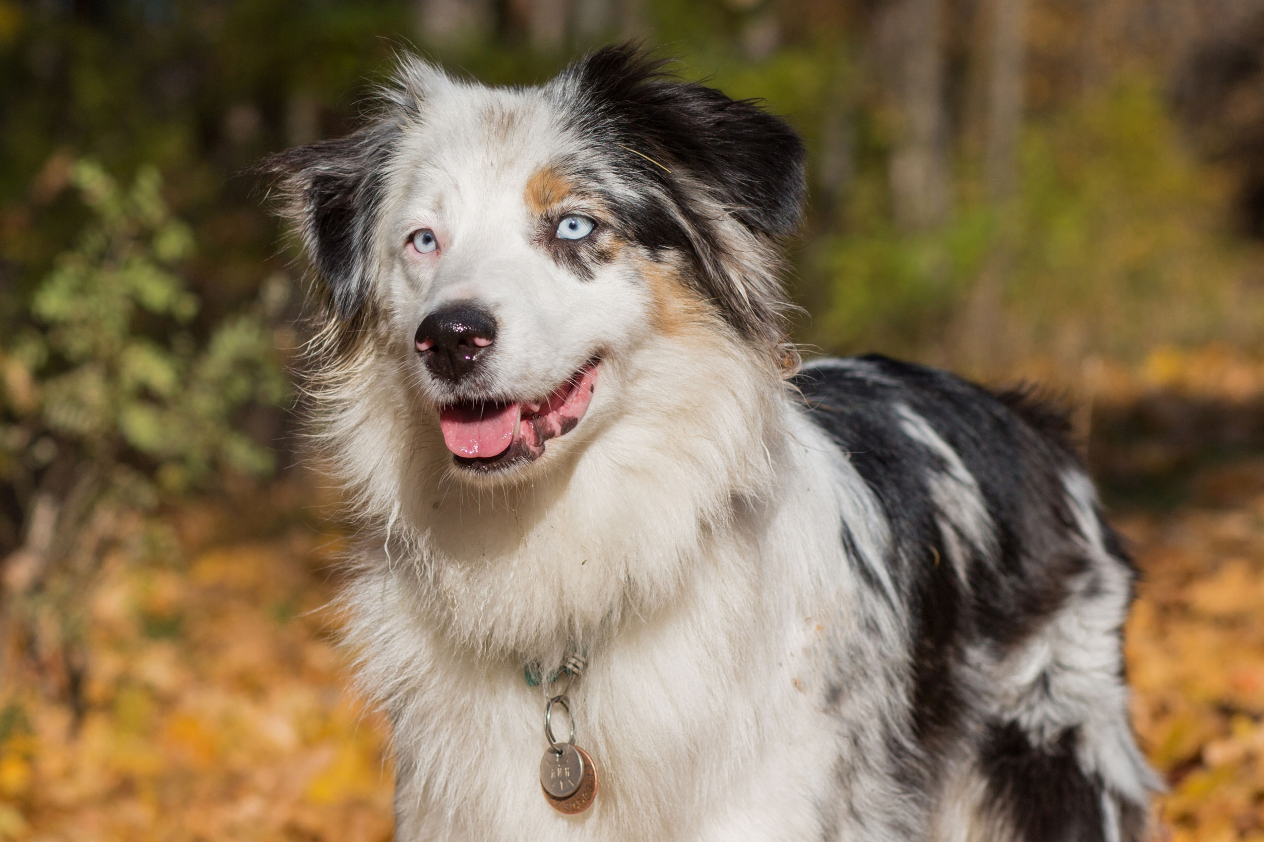 Herding Dog Breeds | The Smart Dog Guide