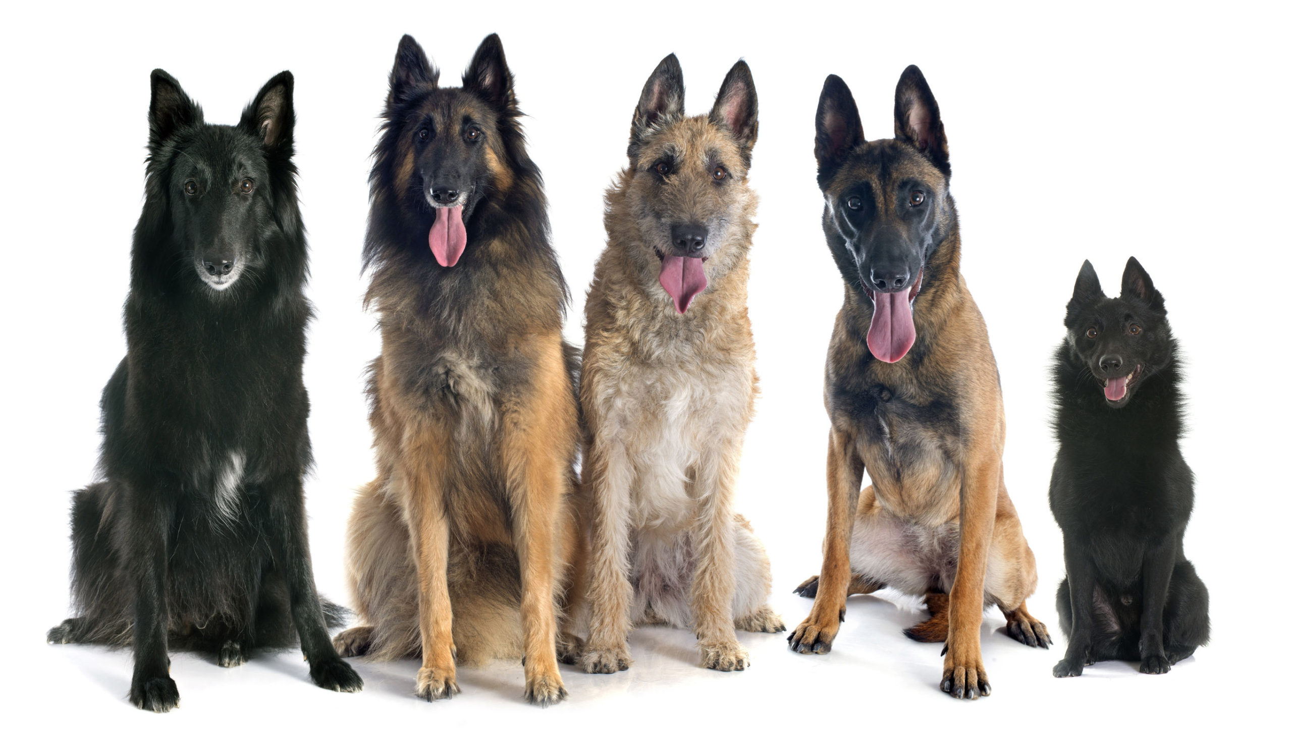 Belgian Dog Breeds | The Smart Dog Guide