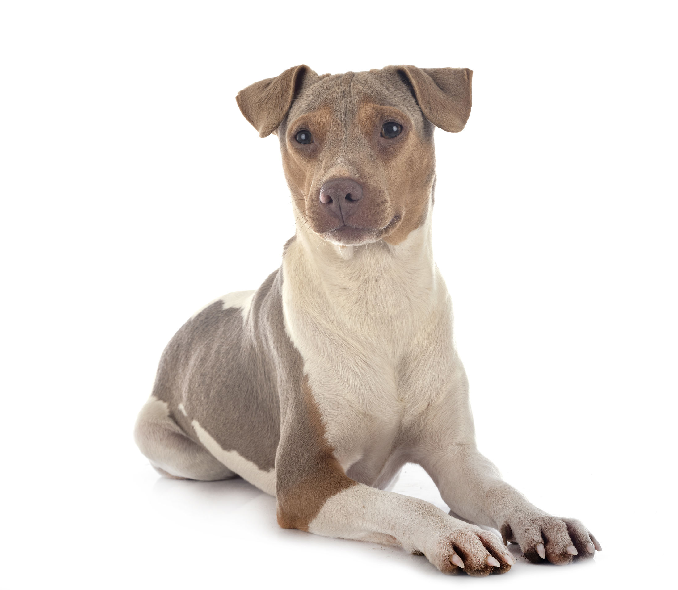 Ratter Dog Breeds The Smart Dog Guide