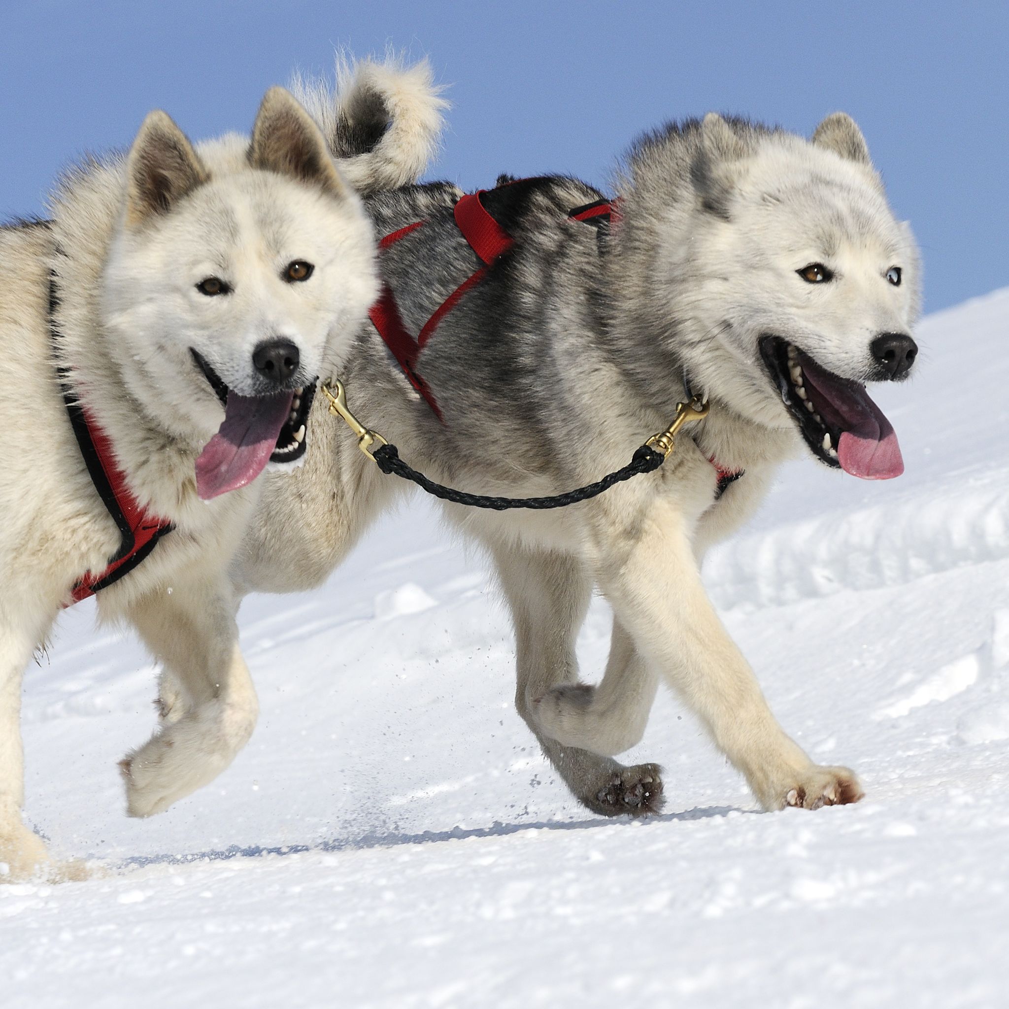 Sled Dog Breeds | The Smart Dog Guide