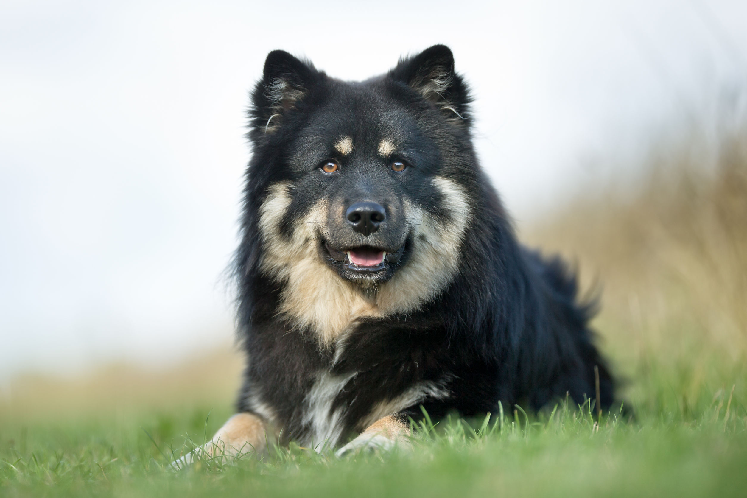 Herding Dog Breeds | The Smart Dog Guide