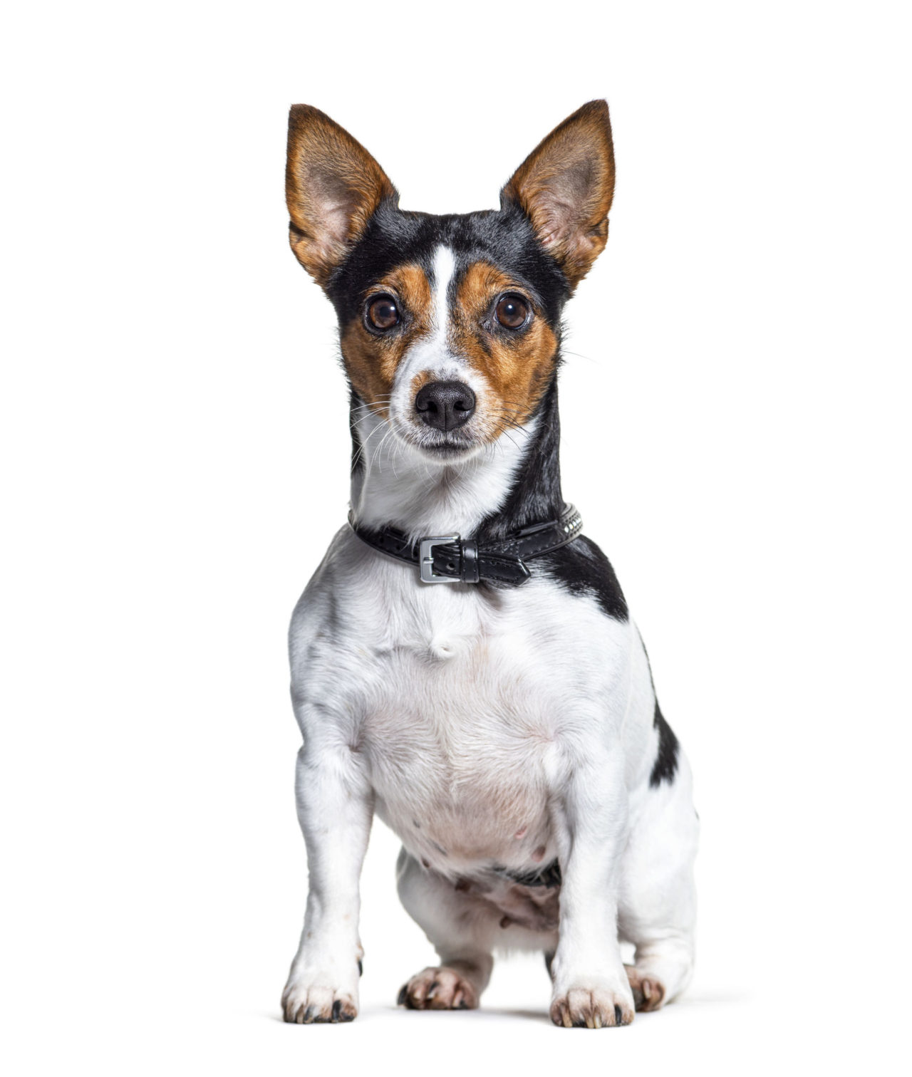 Ratter Dog Breeds | The Smart Dog Guide