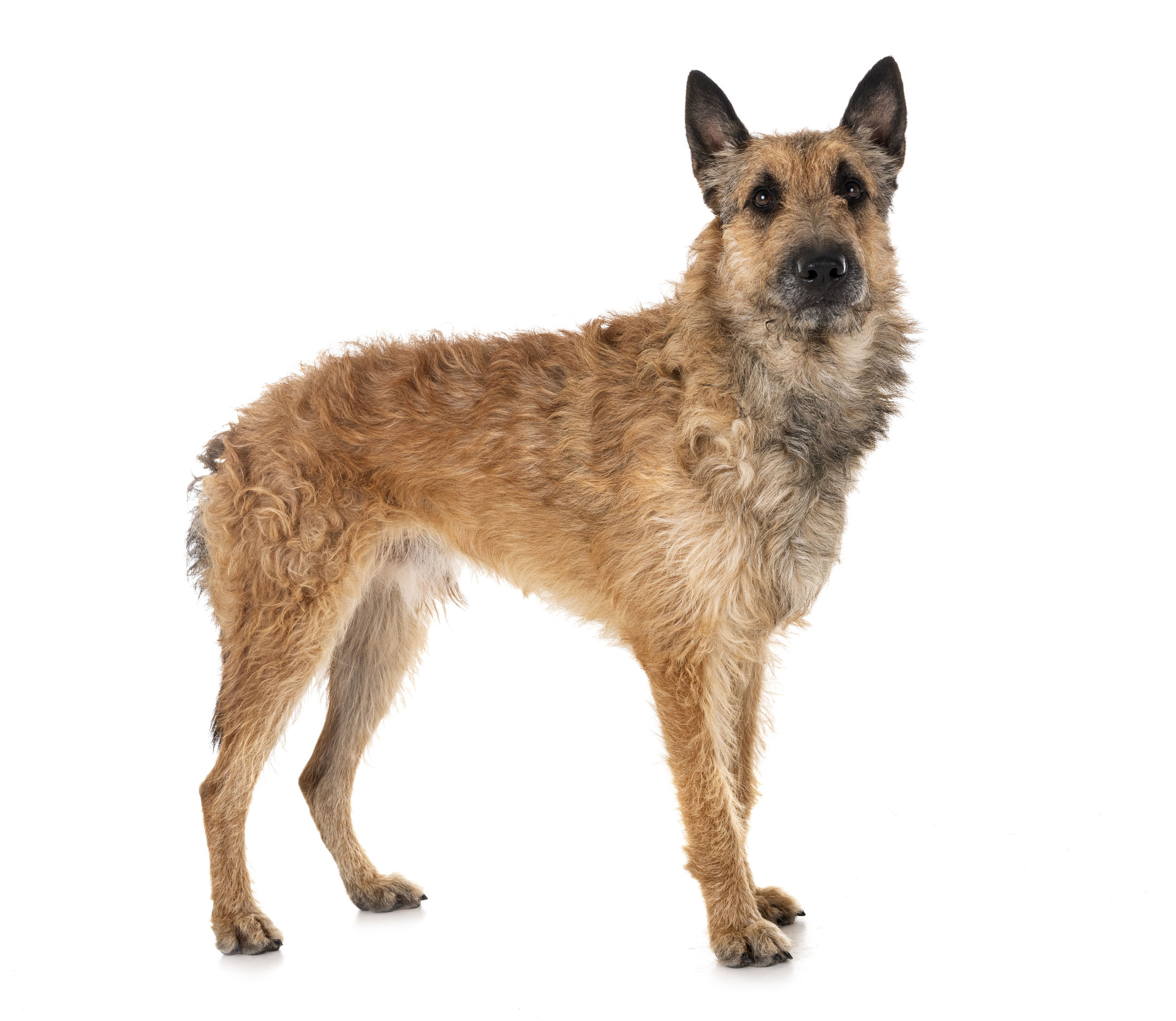 Belgian Dog Breeds | The Smart Dog Guide