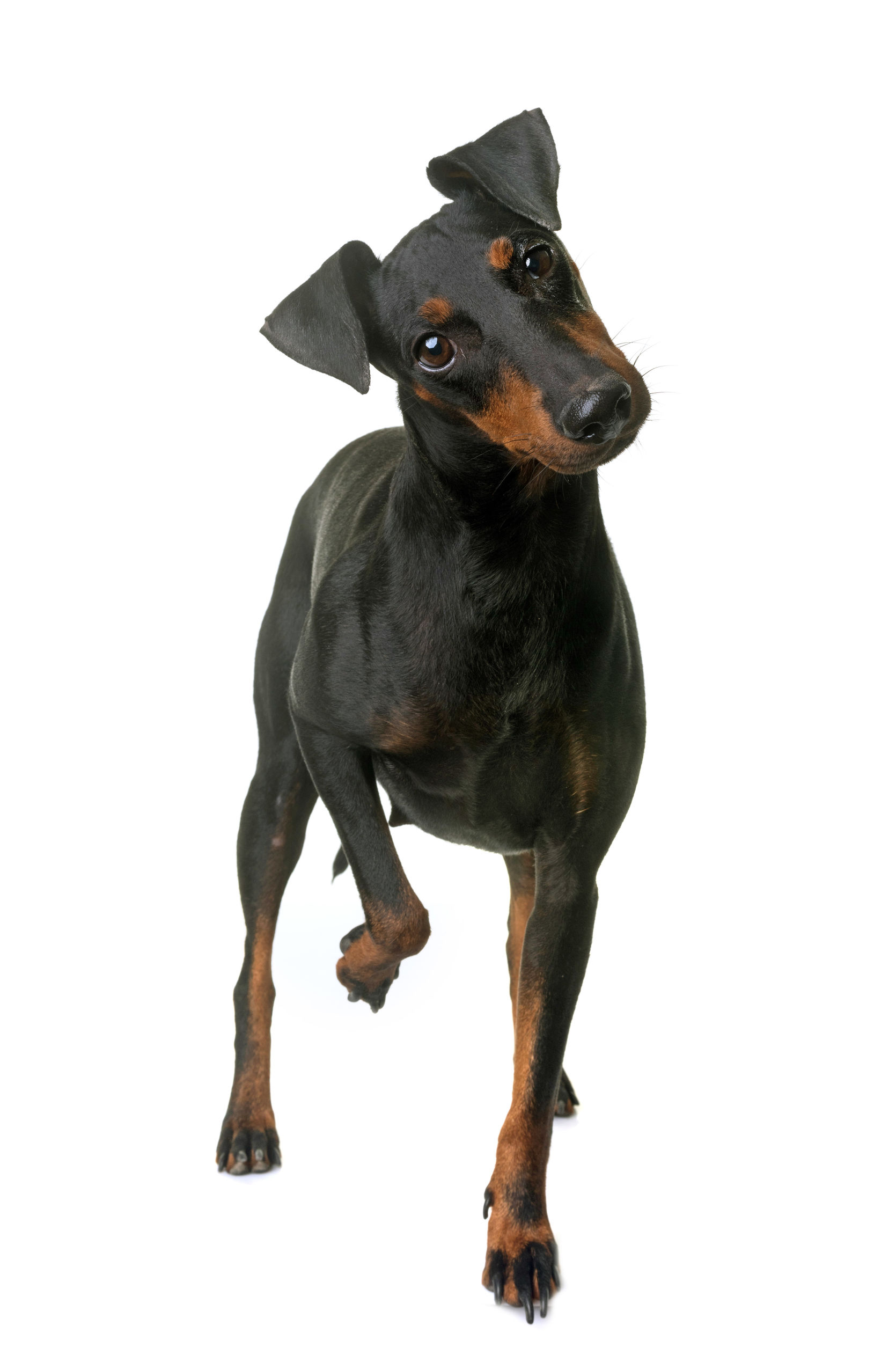 Ratter Dog Breeds | The Smart Dog Guide