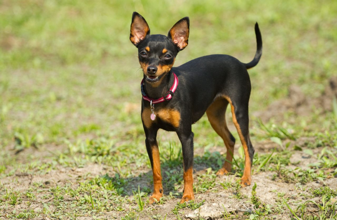 Ratter Dog Breeds | The Smart Dog Guide