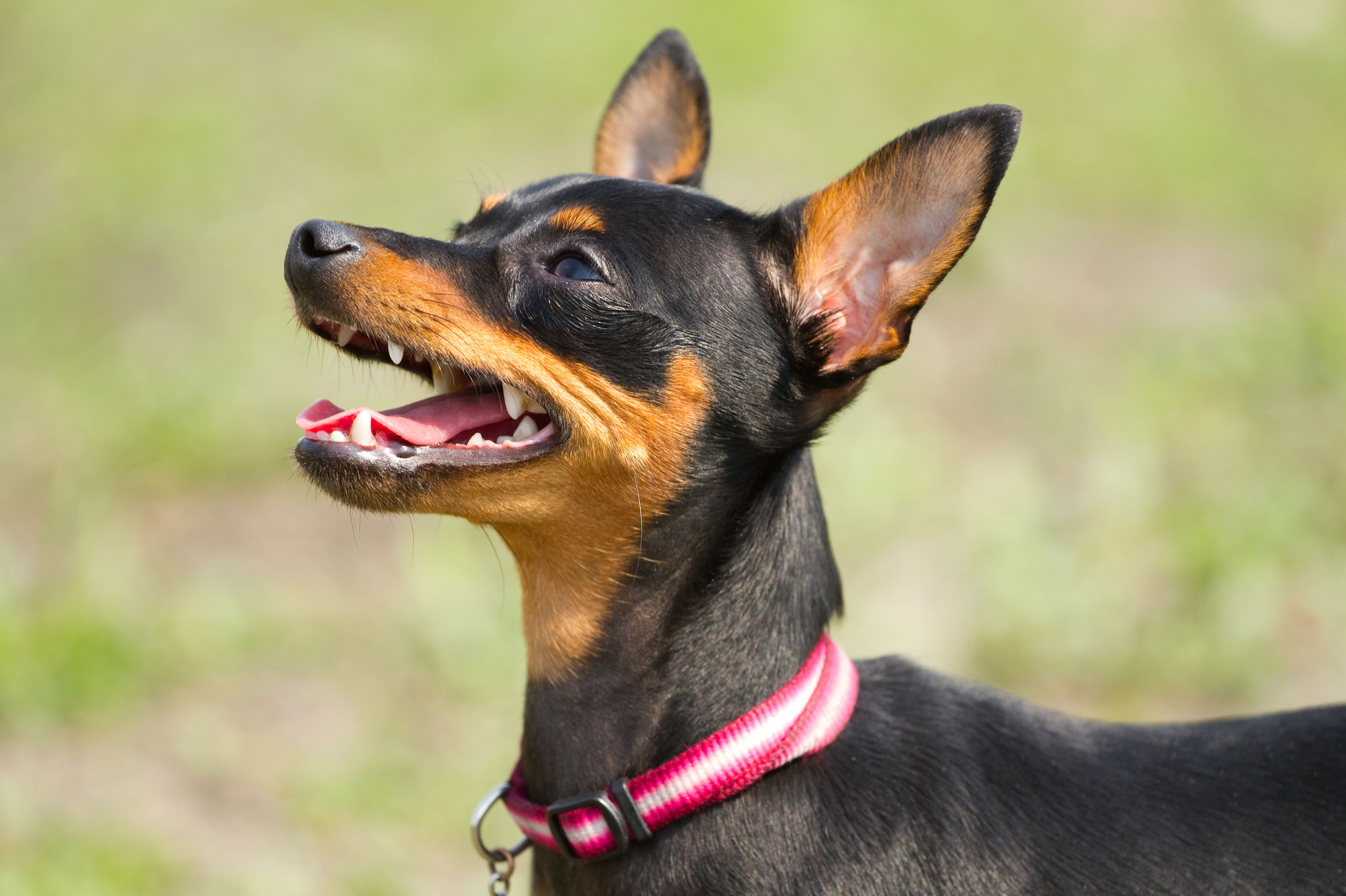 Ratter Dog Breeds | The Smart Dog Guide