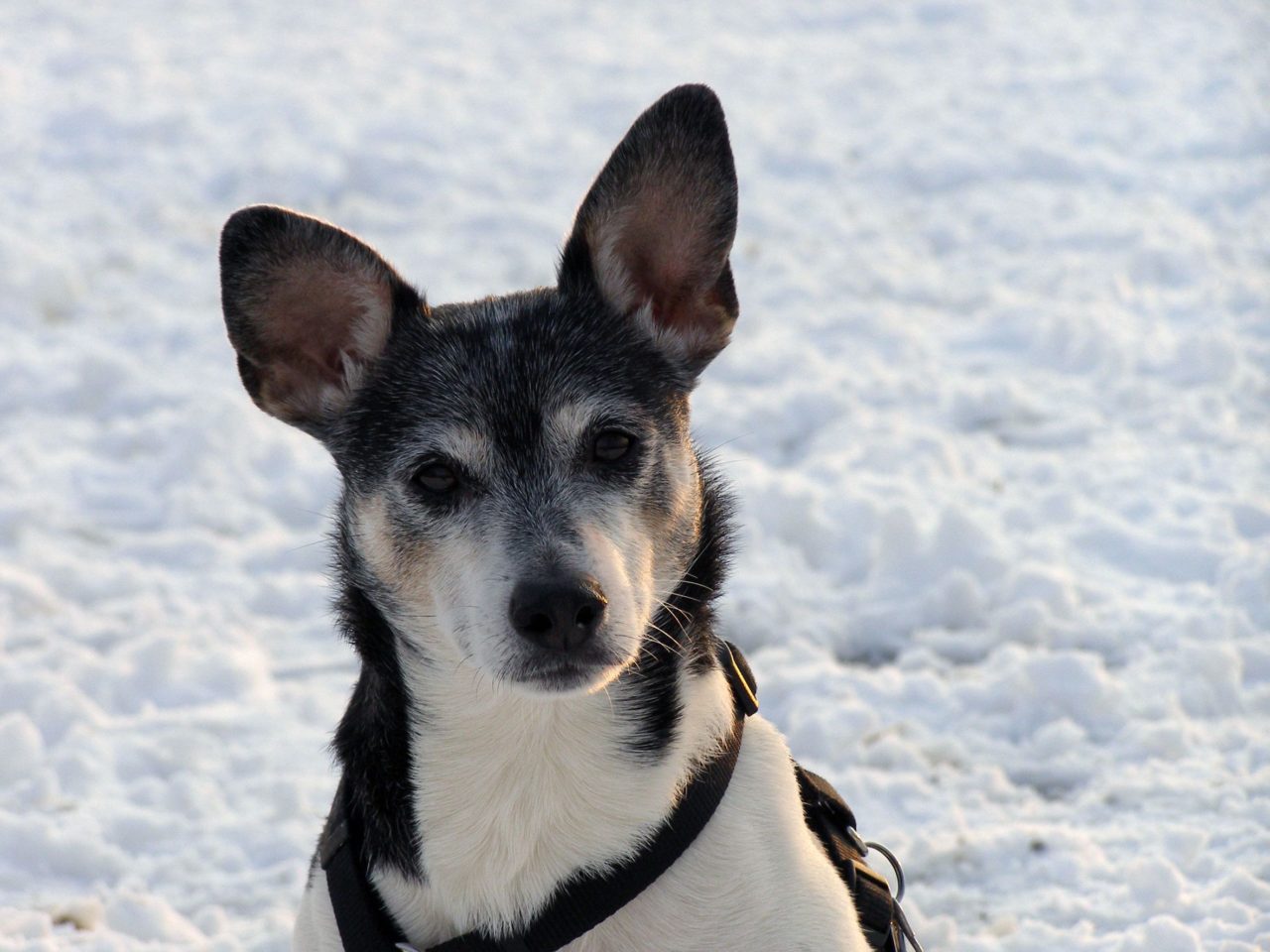 Rat Terrier Breeds | The Smart Dog Guide