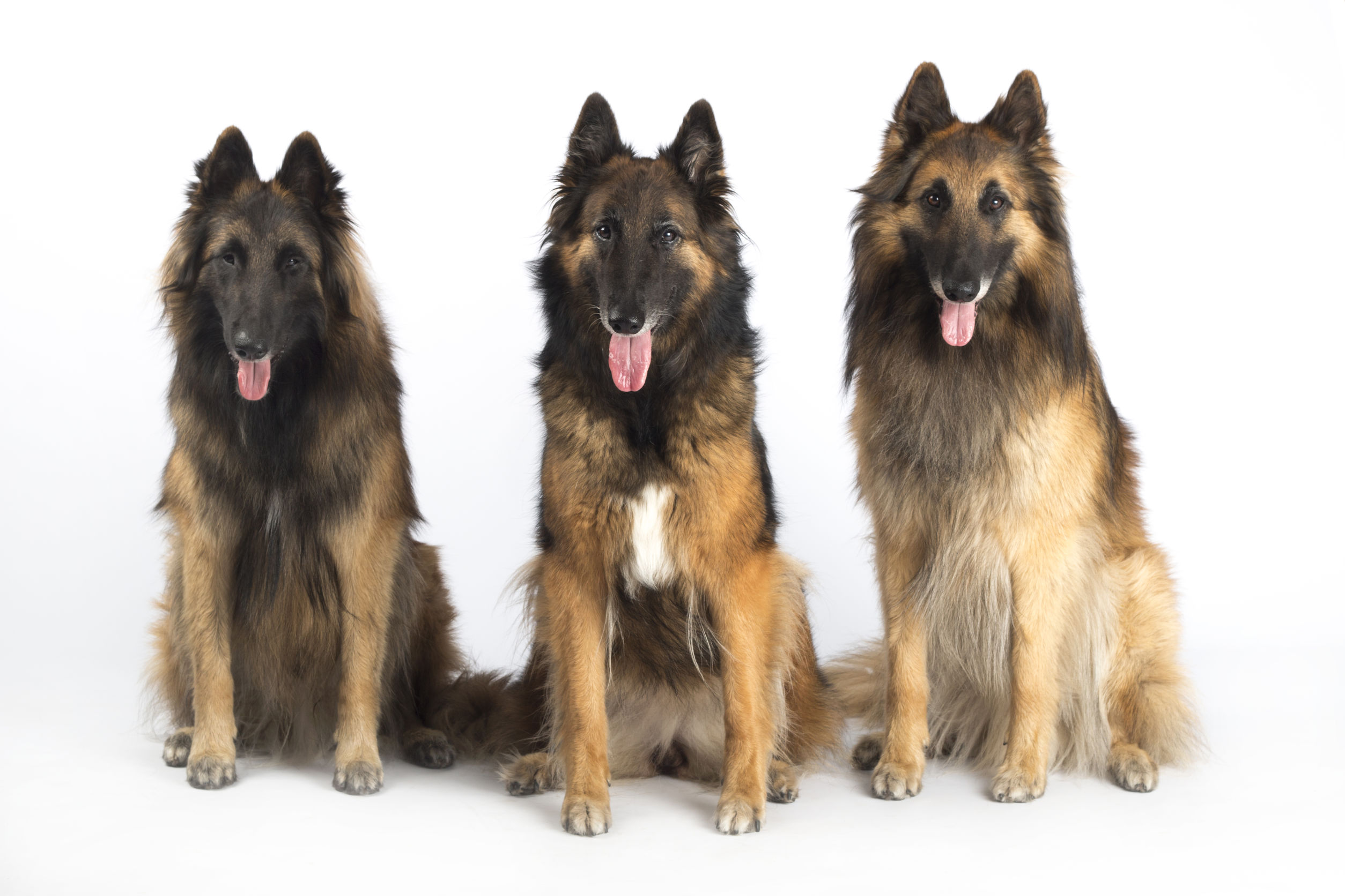 Herding Dog Breeds | The Smart Dog Guide