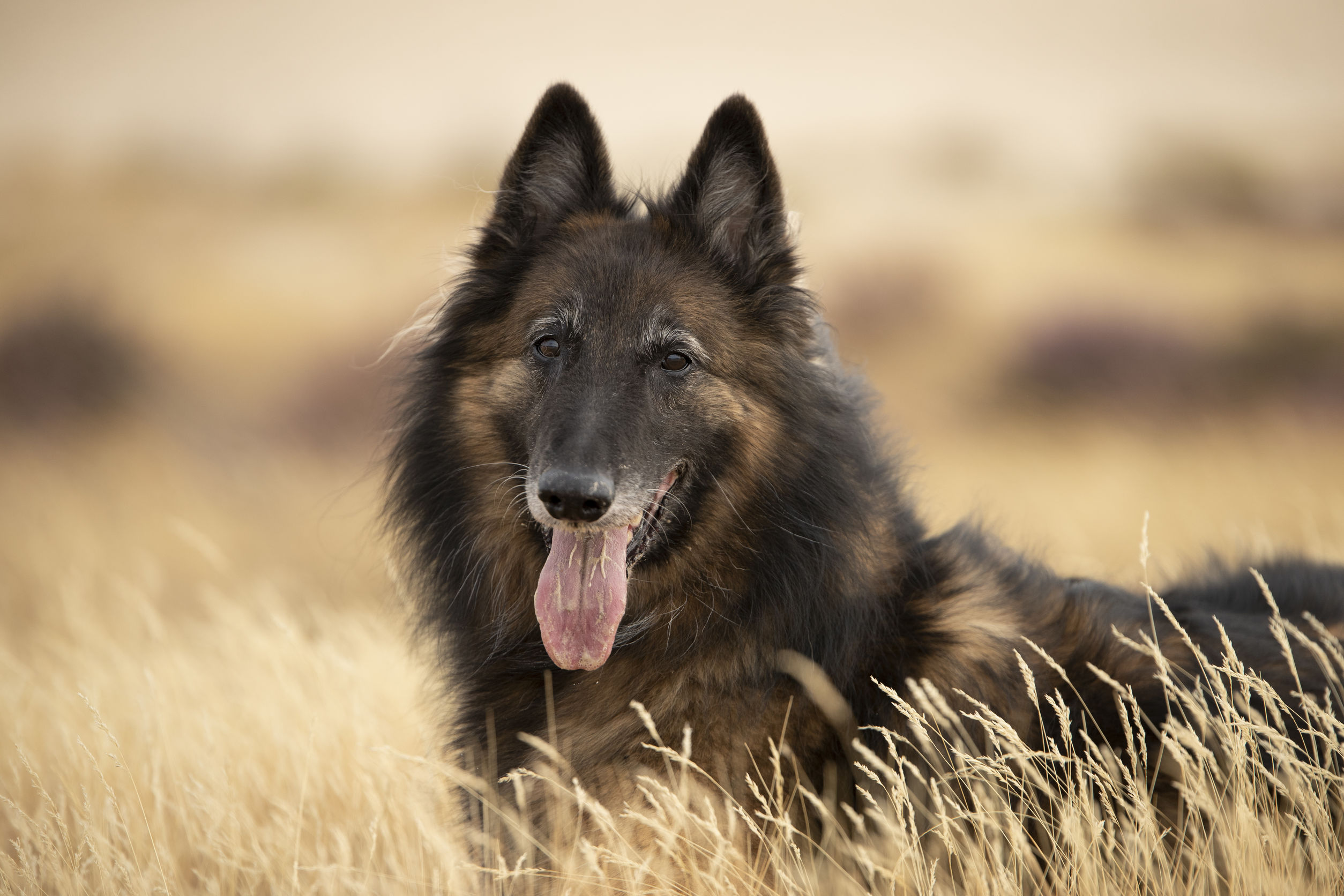 Herding Dog Breeds | The Smart Dog Guide