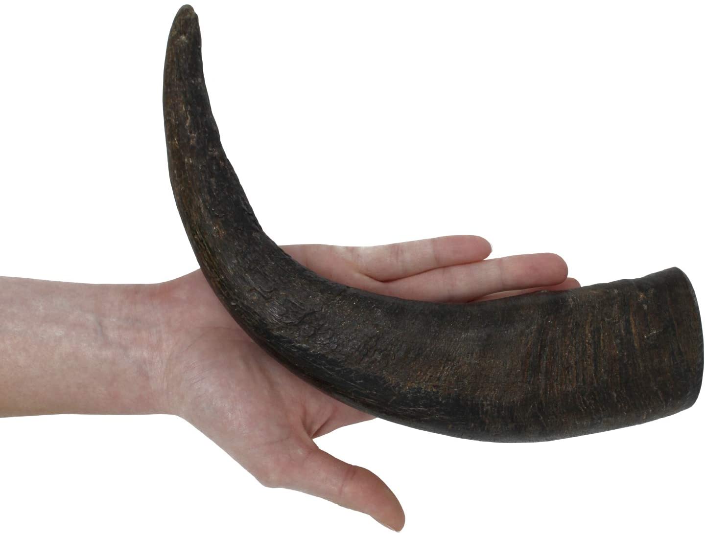 Water Buffalo Horns For Dogs | The Smart Dog Guide